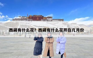 西藏有什么花？西藏有什么花开在几月份
