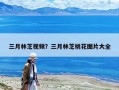 三月林芝视频？三月林芝桃花图片大全