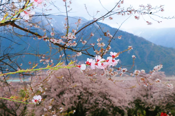 3月份去西藏合适吗
